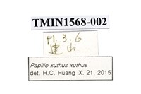 柑橘鳳蝶藏品圖，第4張